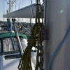 Zeiljacht Beneteau Oceanis Clipper 361 | 11 Meter
